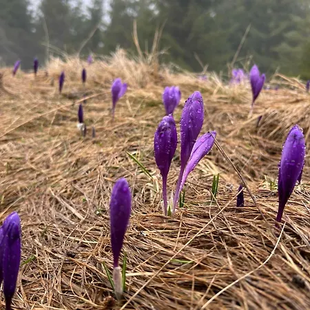 Underділ 度假居 Krivopol'ye